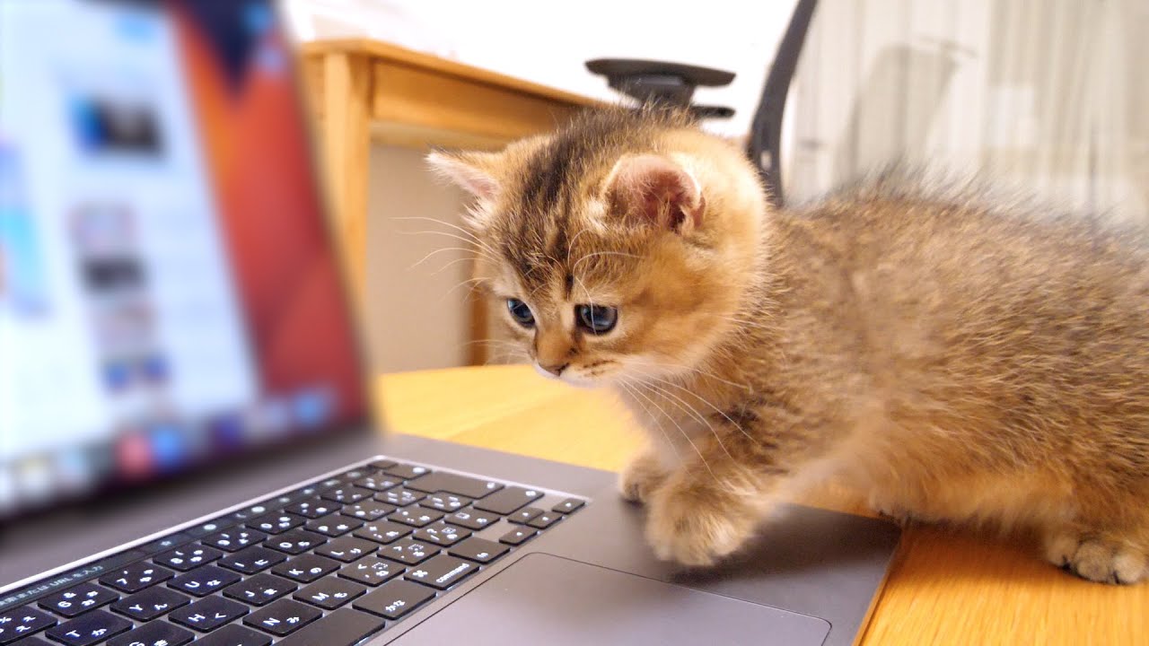 Kitten Charo is lonely because owner doesn't leave him alone, so they watch a TV program together