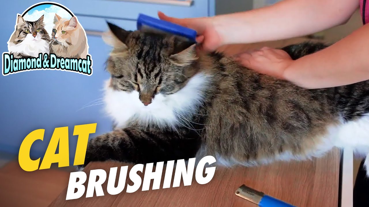 How to brush long-haired cats - Cat grooming deShadding techniques on siberian cat