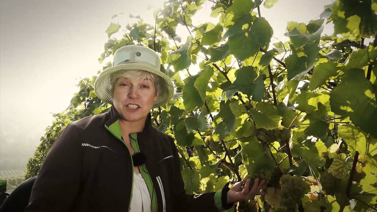 Weinernte in Würzburg
