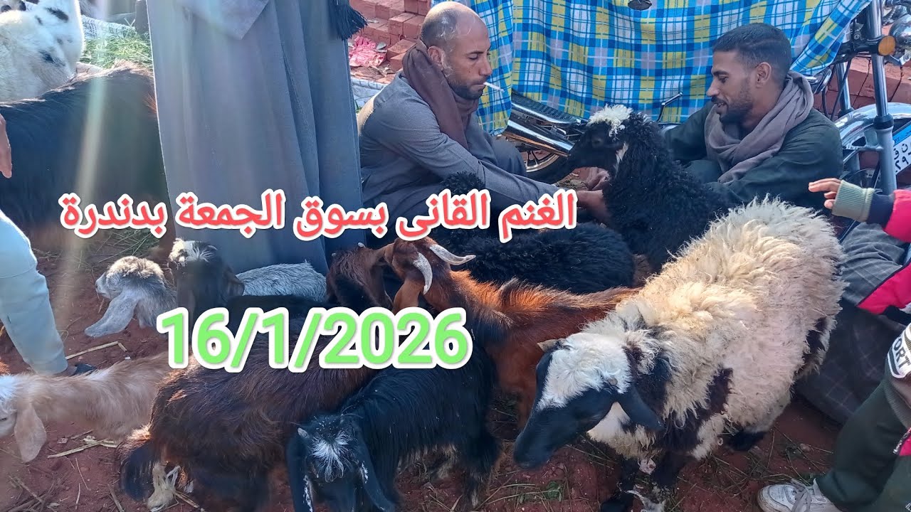 الغنم القانى والماعز بسوق الجمعة بدندرة✅👌👌 قنا