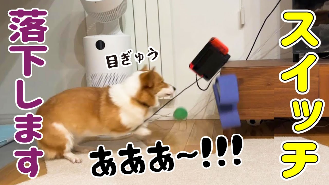 愛犬がやらかしました...！