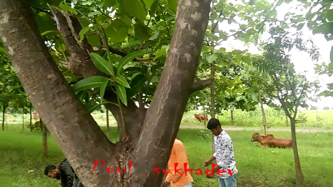 Sukhadev  song