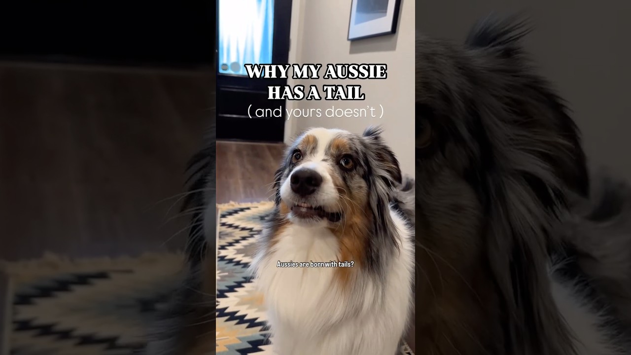 Did you know most Australian Shepherds are born with tails? 👀🐾