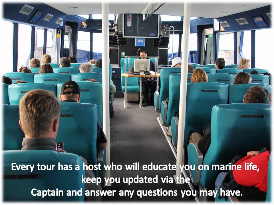 Whale Watch Kaikoura Experience
