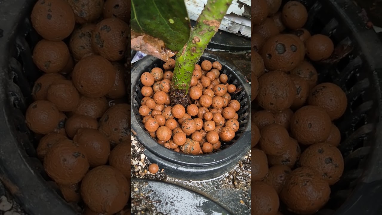 UK Avocado update (July 24th 2025)