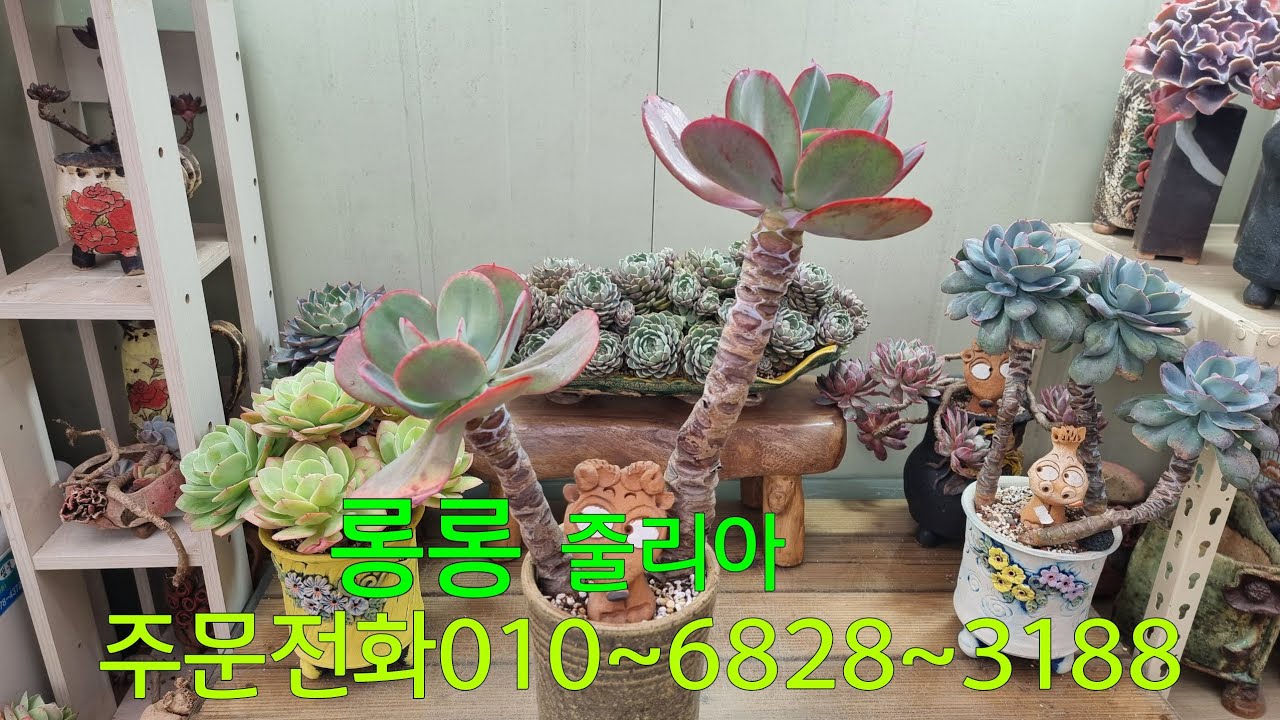 (26.2.13.금)키다리💞줄리아💞화려한 색감을 자랑중~😁😆