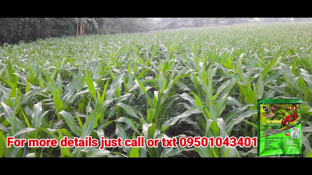 Corn Farm Using Organic fertilizer Grand Humus Plus, napakaganda ng Result at tipid pa sa gastos.