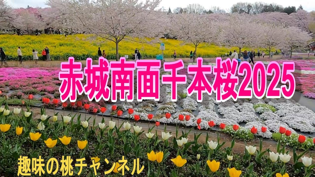 【赤城南面千本桜2025】25/4/19