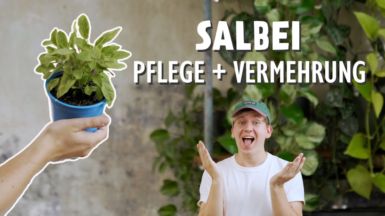 Salbei richtig pflegen + vermehren: So klappt's auf Balkon & Garten 🪴