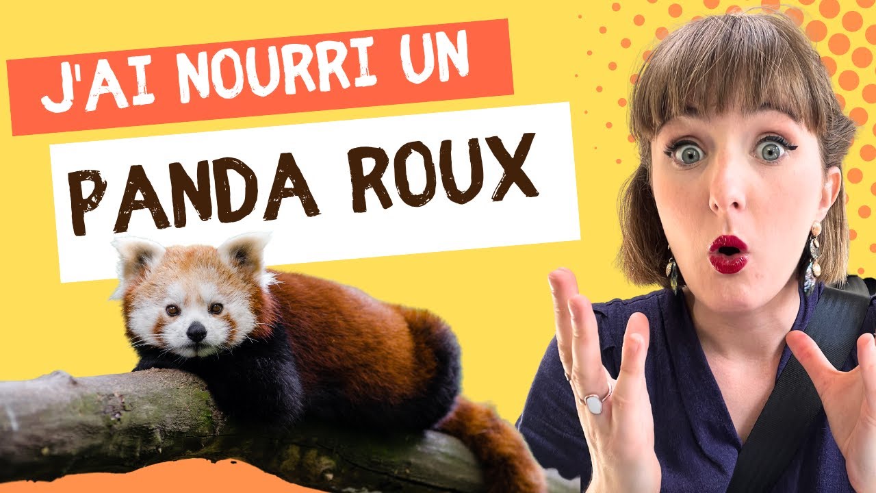 J'ai nourri un Panda Roux ! - VLOG Soigneur d'un jour