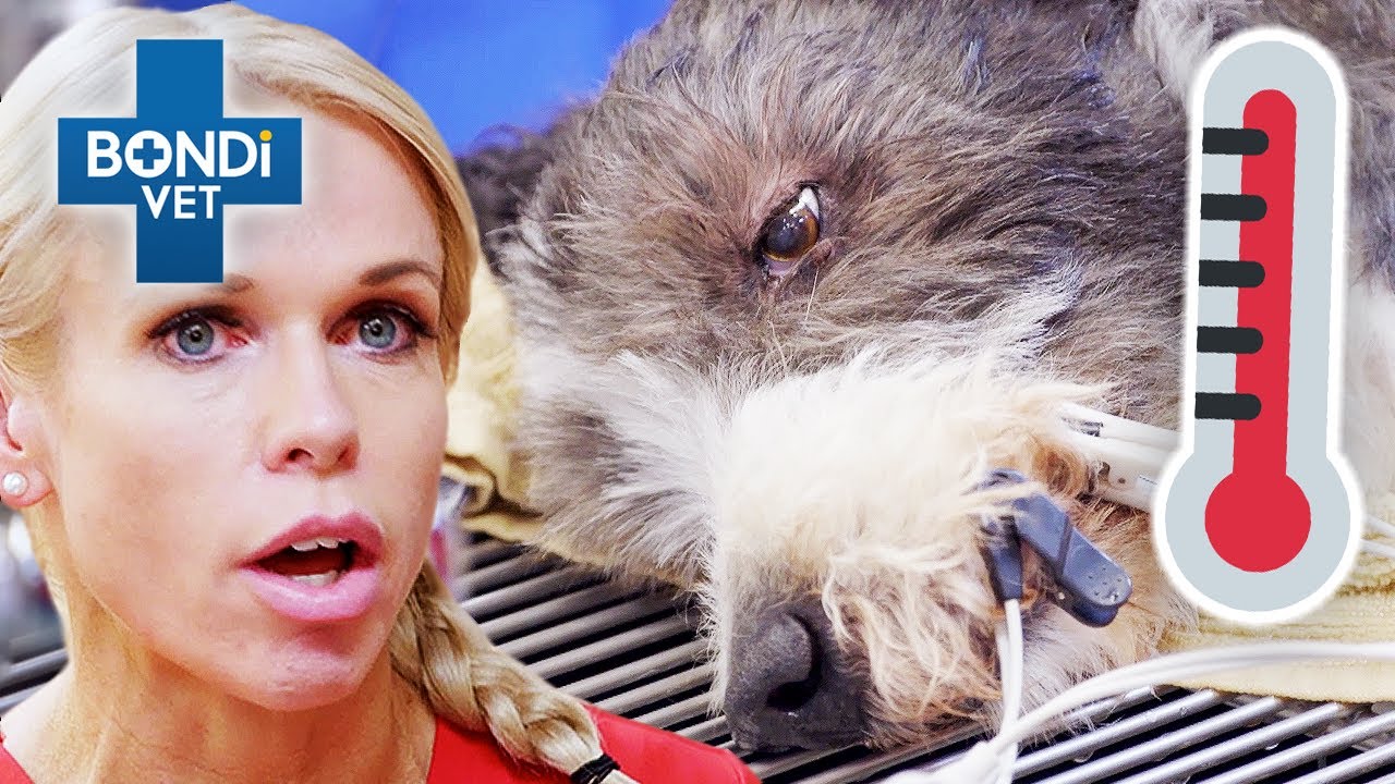 Old Dog Is Dangerously Hot 🌡️ | Bondi Vet Clips | Bondi Vet