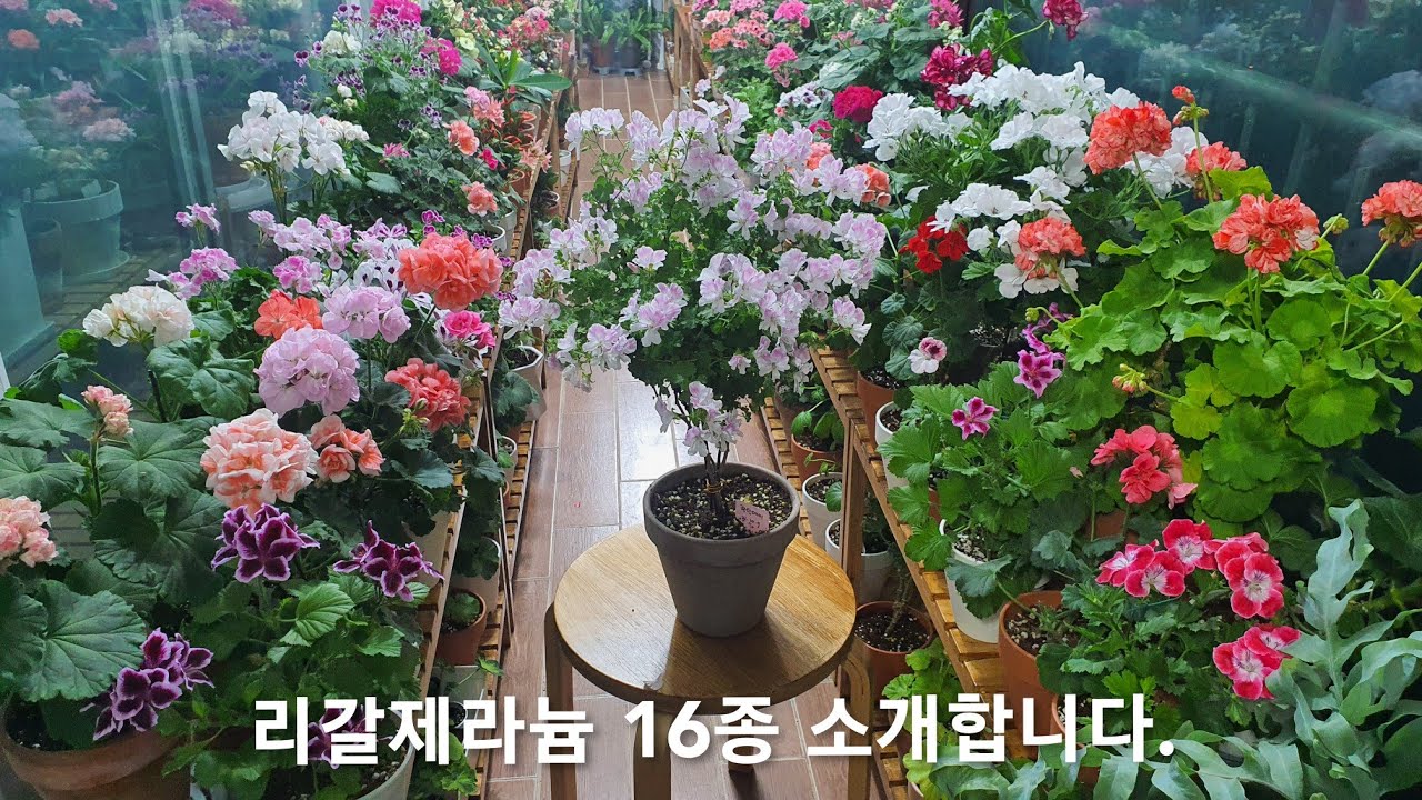리갈제라늄으로 더욱 화사해진 베란다정원, 예쁘게 꽂  핀 리갈제라늄 16종 소개합니다.