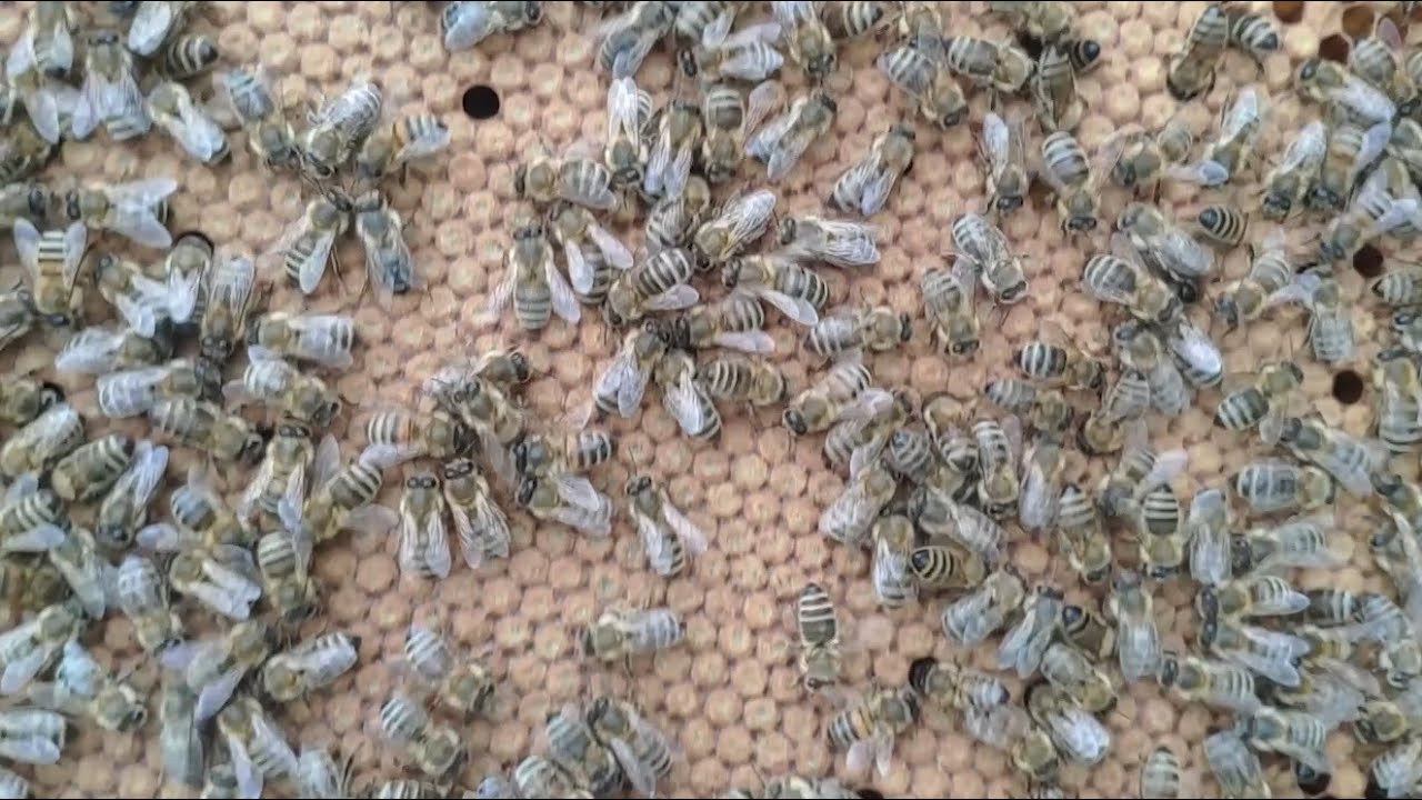 Suni Tohumlama Ana Arının Genel Durumu (4K)