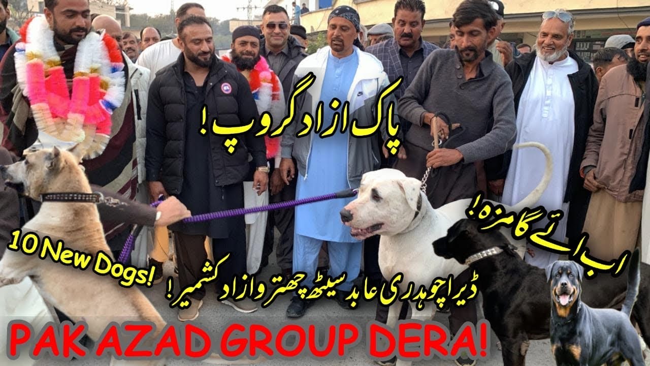 Exploring Potha Sher AJK New Fighter Dogs at Pak Azad Group Dera