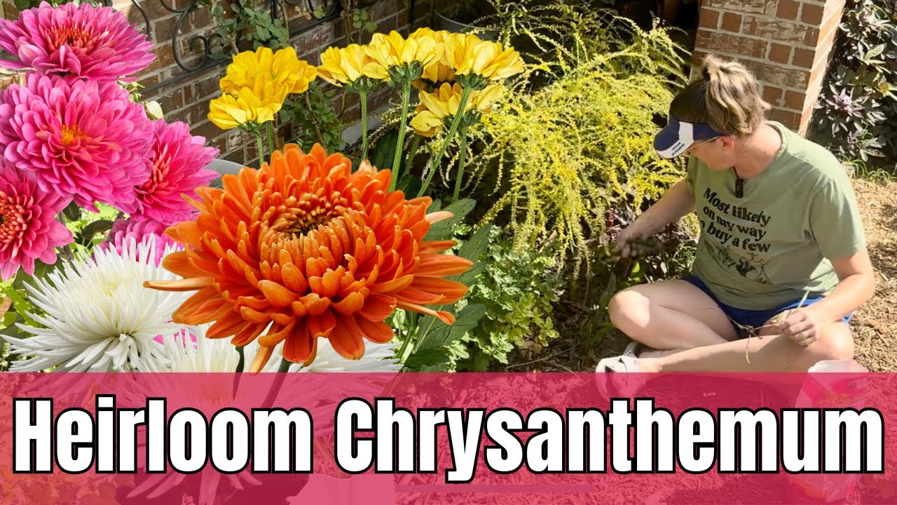 Growing, Planting & Propagating Heirloom Chrysanthemums: Essential Tips for Cut Flowers