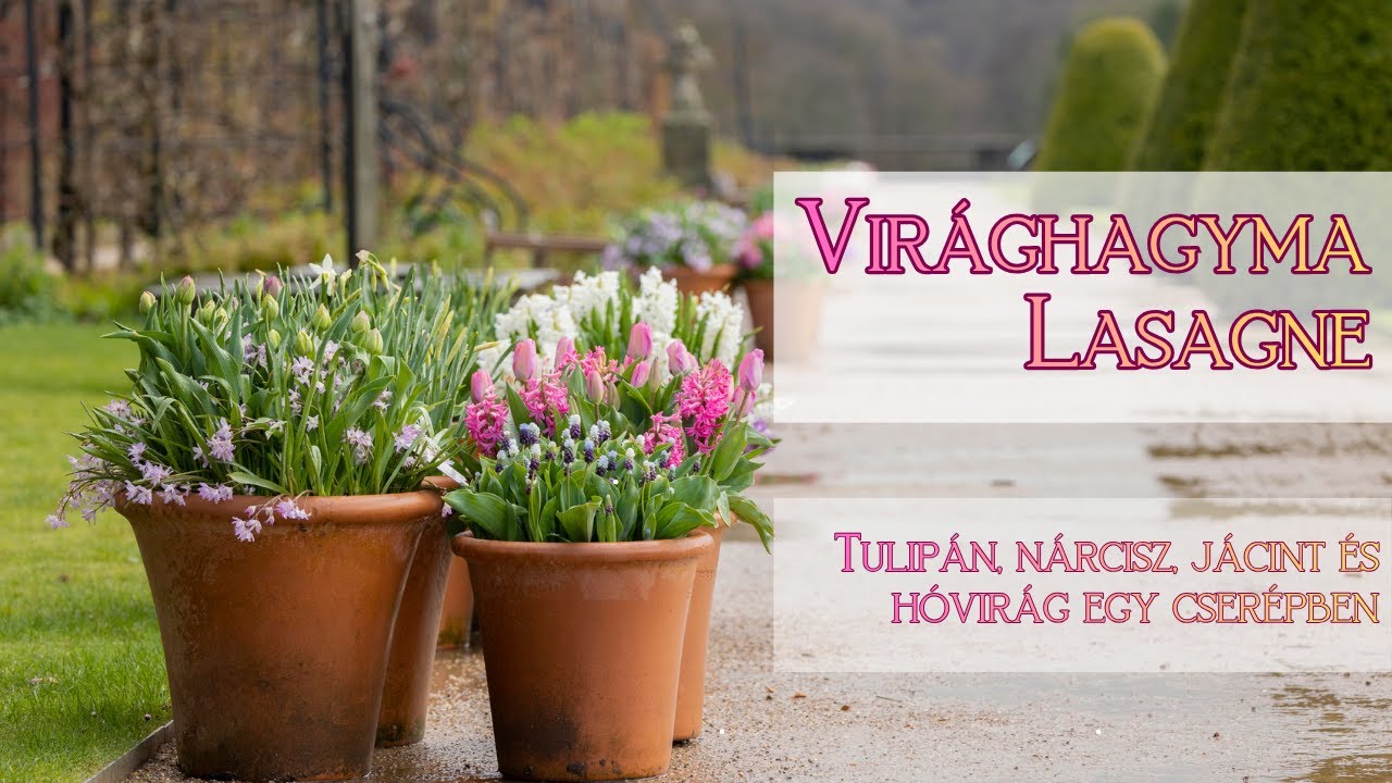 Virághagyma lasagne ültetése cserépbe | Tulipán, nárcisz, jácint, hóvirág