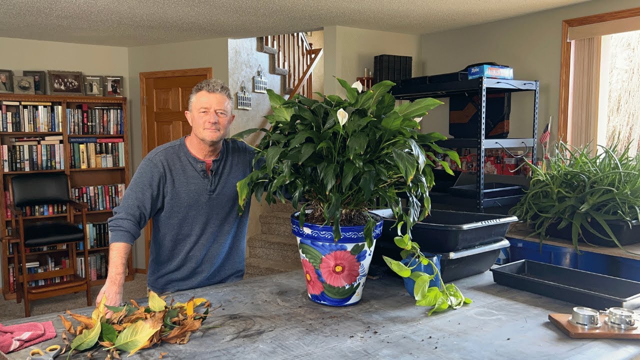 Repotting A Peace Lily | Spathiphyllum