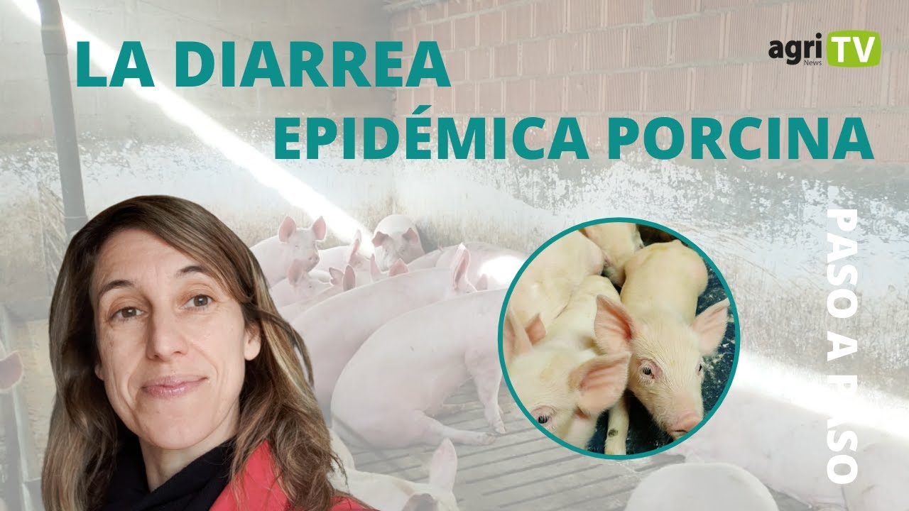 😱🐽 ¿Cómo tratar la DIARREA EPIDÉMICA PORCINA? I PASO A PASO I 🐷