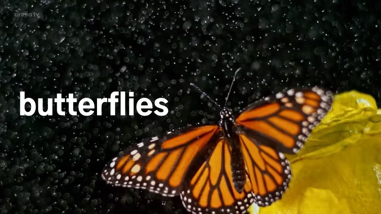 Butterflies - Zinnia TV