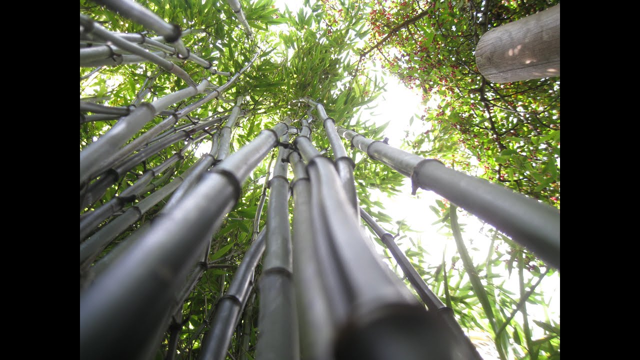 How to grow black bamboo plants in the UK and colder climates