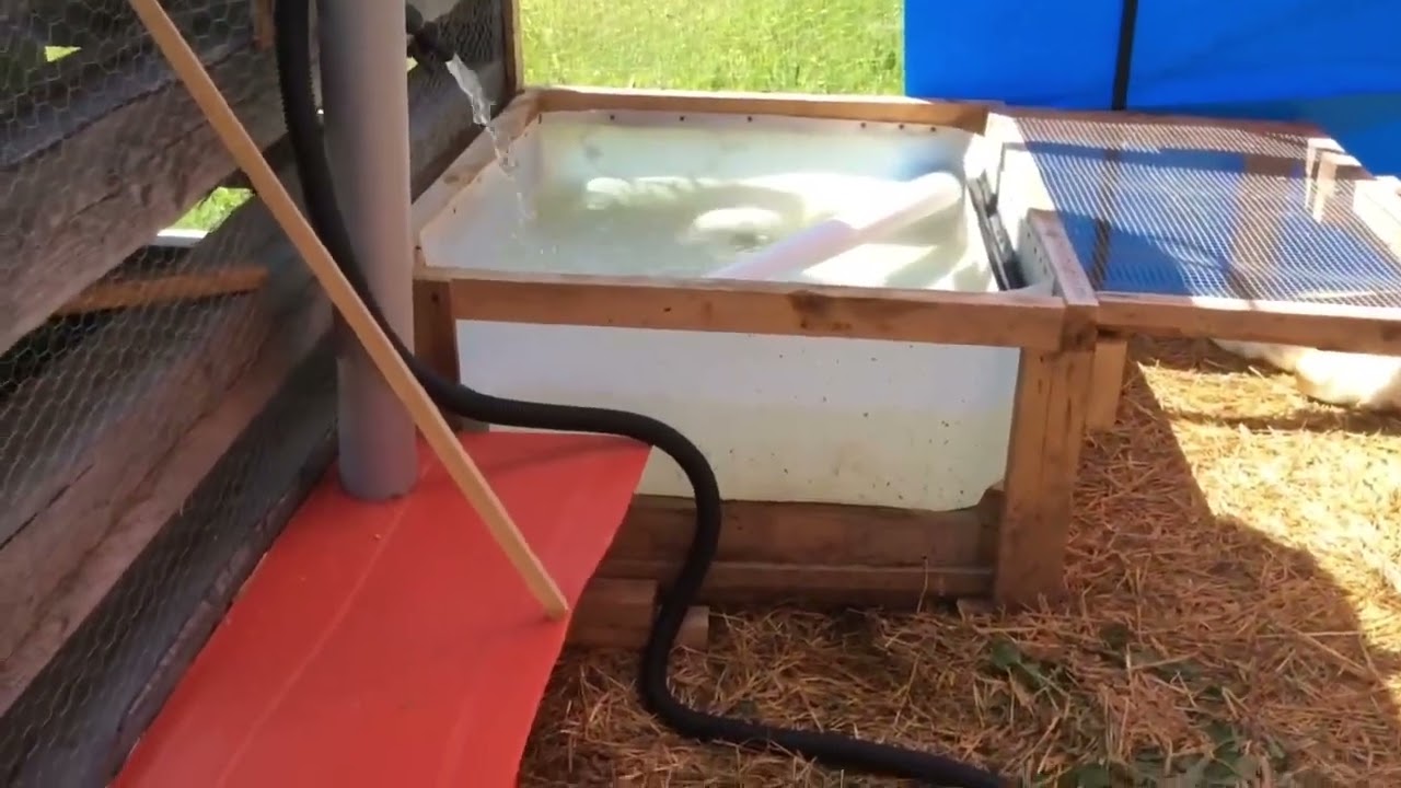 &Eacute;levage de canard pour ma micro ferme