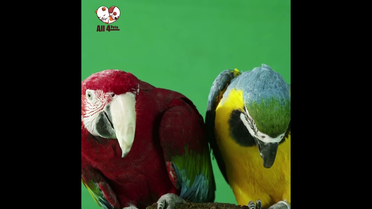 Two Parrots Acting Naturally On a Green Screen | All 4 Pets | 4K | Ultra HD #pets #animals #ytshorts