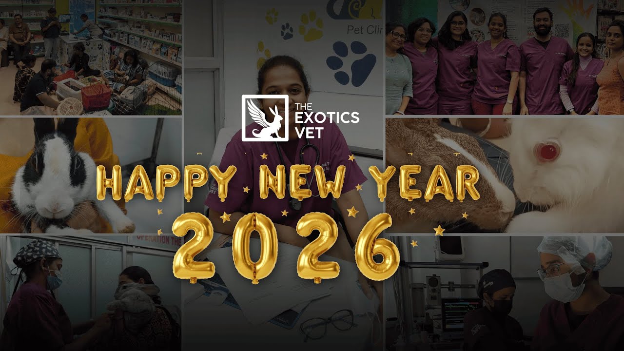 2025 at The Exotics Vet