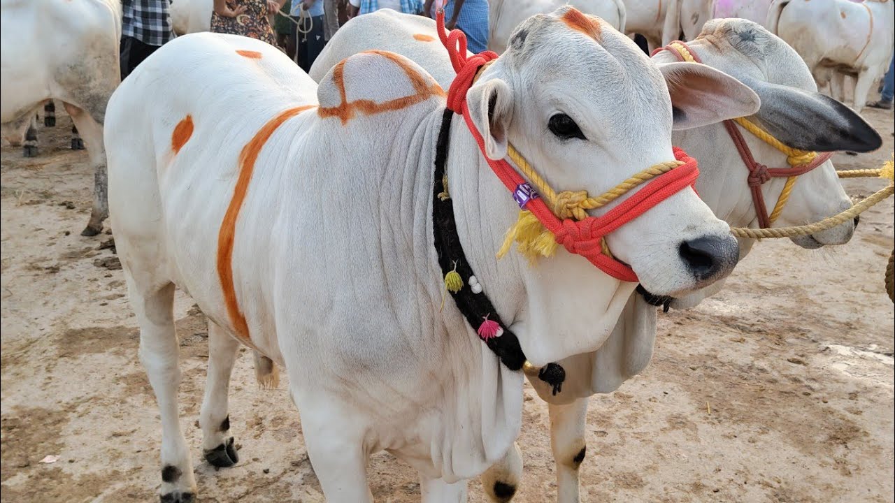 మొదటి సారి పెద్ద సైజ్ ఒంగోలు గిత్తల తో నిండిపోయిన కోదాడ సంత #bull #race #ongolebulls market