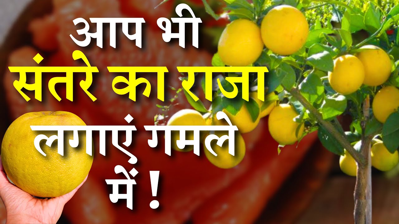 आप भी संतरे का राजा लगाएं गमले में || चकोतरा/Chakotra की A-Z जानकारी