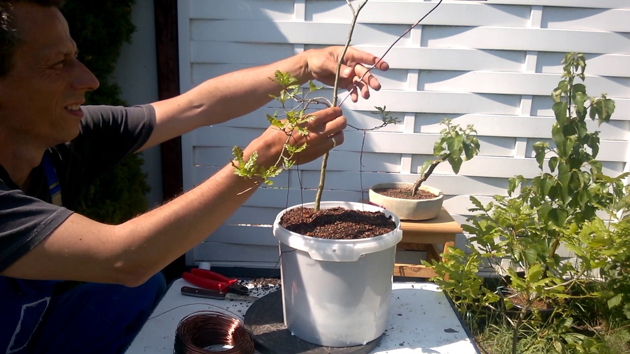 Yamadori Bonsai Die Eiche umtopfen & Update