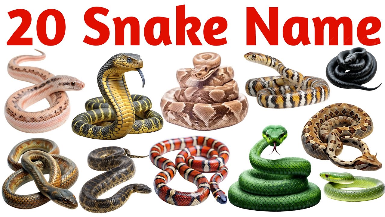 20 साँपों के अलग-अलग नाम बच्चों के लिए | Learn 20 Snake Names Easily for Preschool and Kids