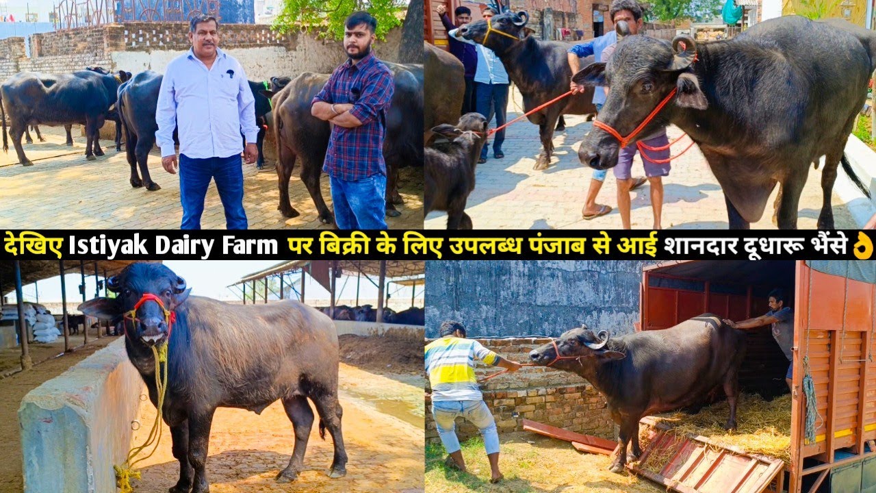 देखिए Istiyak Dairy Farm, Lucknow पर बिक्री के लिए उपलब्ध पंजाब से आई हुई शानदार दूधारू भैंसे👌