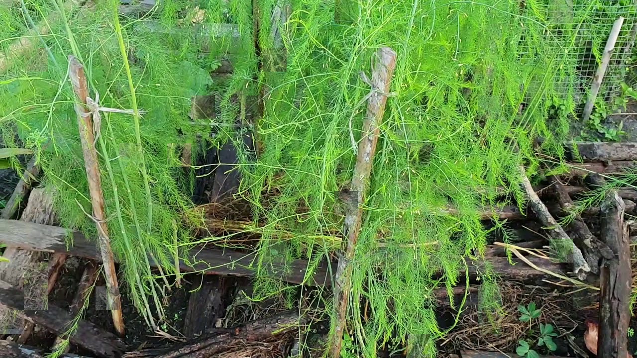 Harvesting asparagus at home in malaysia / Menuai asparagus