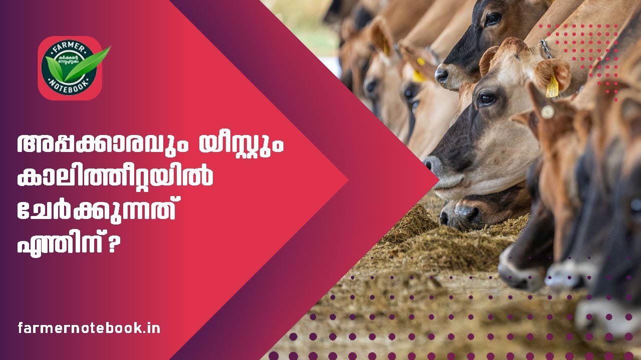 അപ്പക്കാരവും യീസ്റ്റും കാലിത്തീറ്റയില്‍ ചേര്‍ക്കുന്നതെന്തിന്?|COW FOOD|Farmer Notebook|Malayalam