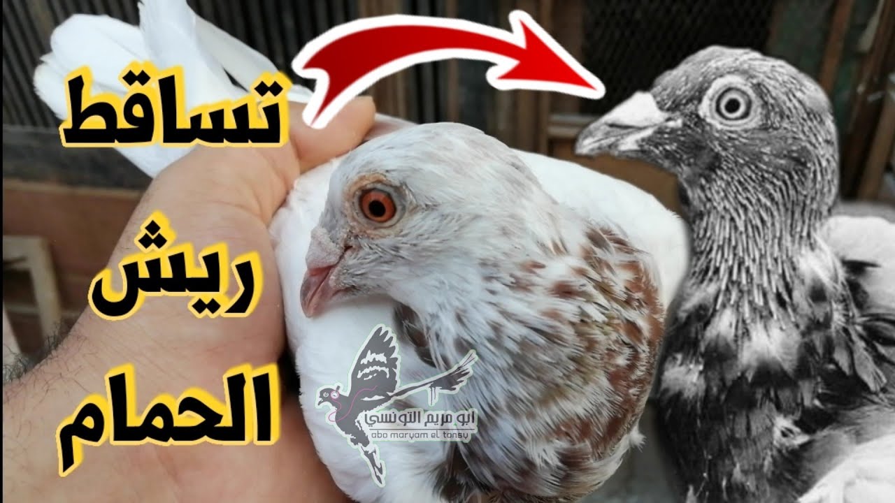الحمام بيوقع ريش اعرف الأسباب وازاي تتعامل مع الحمام الفتره دي موسم القلش