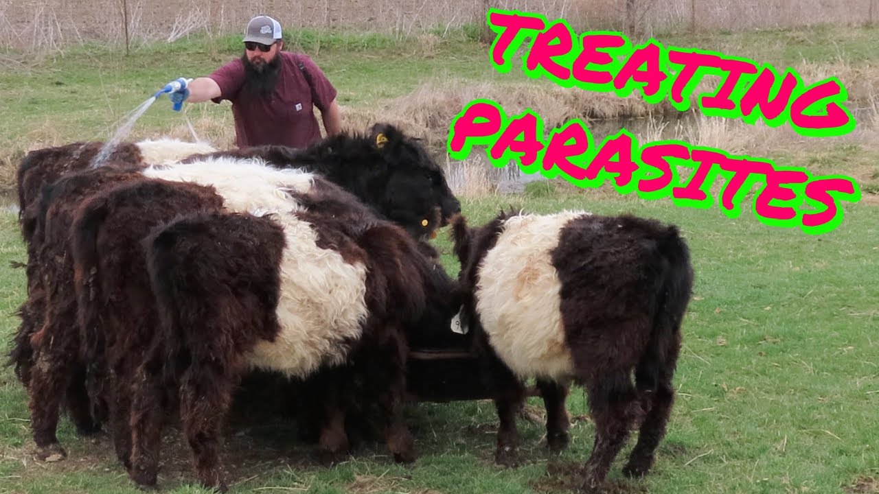 Treating Belted Galloway Cattle With Eprinex Pour On To Treat Inteneral And External Parasites