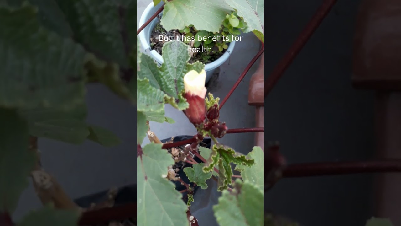 HOW DO YOU LIKE THIS FRUIT #gardening #okra  #indonesiasehat #homegarden