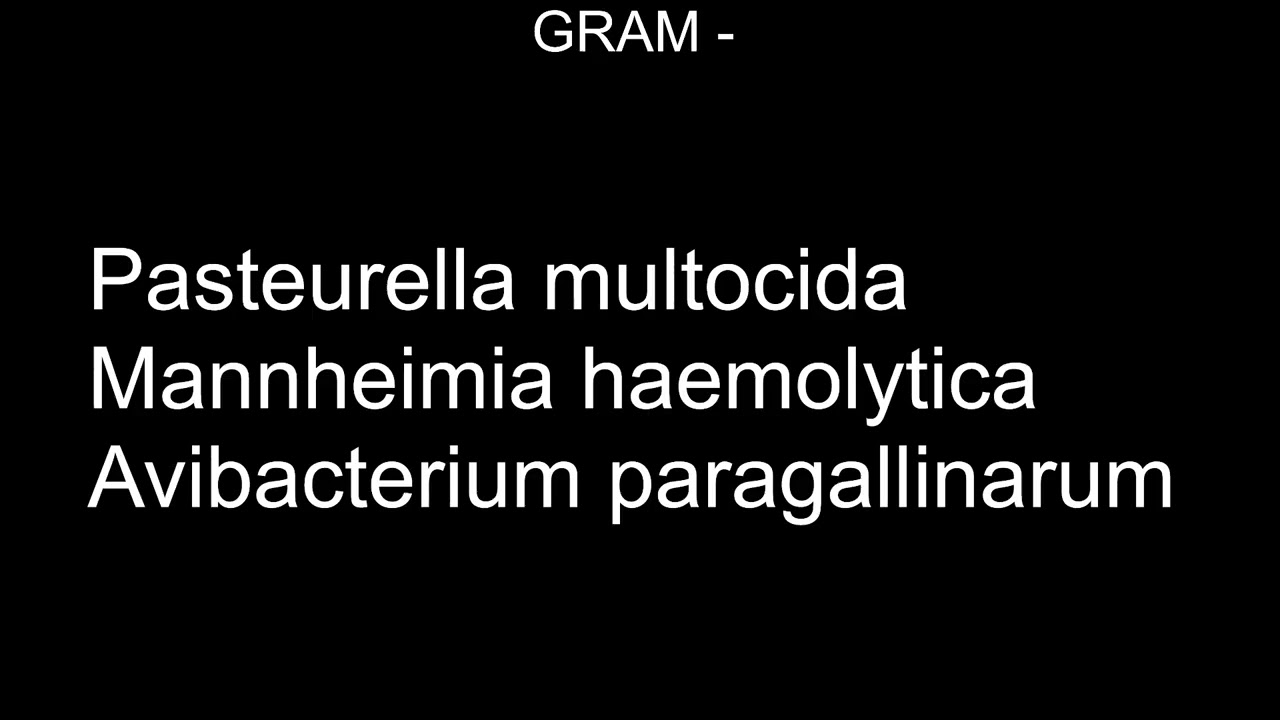 Bacteriolgía Veterinaria, Gram -, Pasteurella sp., Mannheimia sp., Avibacterium sp.