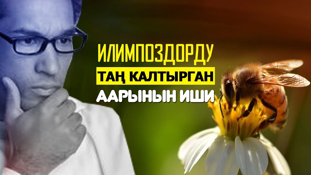 Илимпоздорду таң калтырган аарынын иш аракеттери!