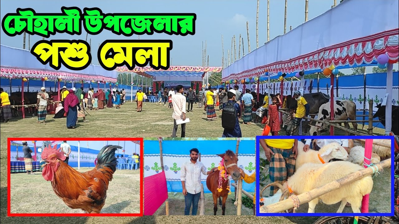 Traditional Cattle Fair | ঐতিহ্যবাহী চৌহালী উপজেলার পশু মেলা | Sirajganj Village Life #village 