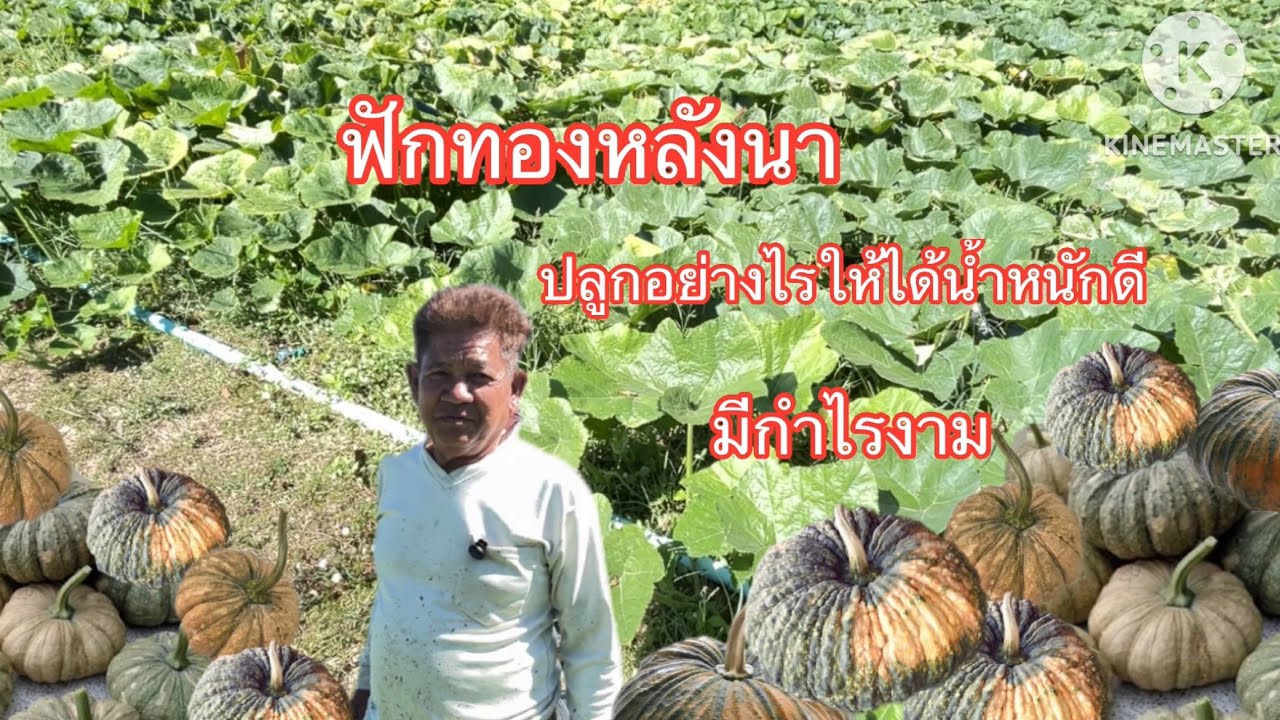 #ปลูกยังไงถึงได้กำไรเยอะขนาดนี้!!#ฟักทองหลังนา#ต้องสายพันธุ์นี้