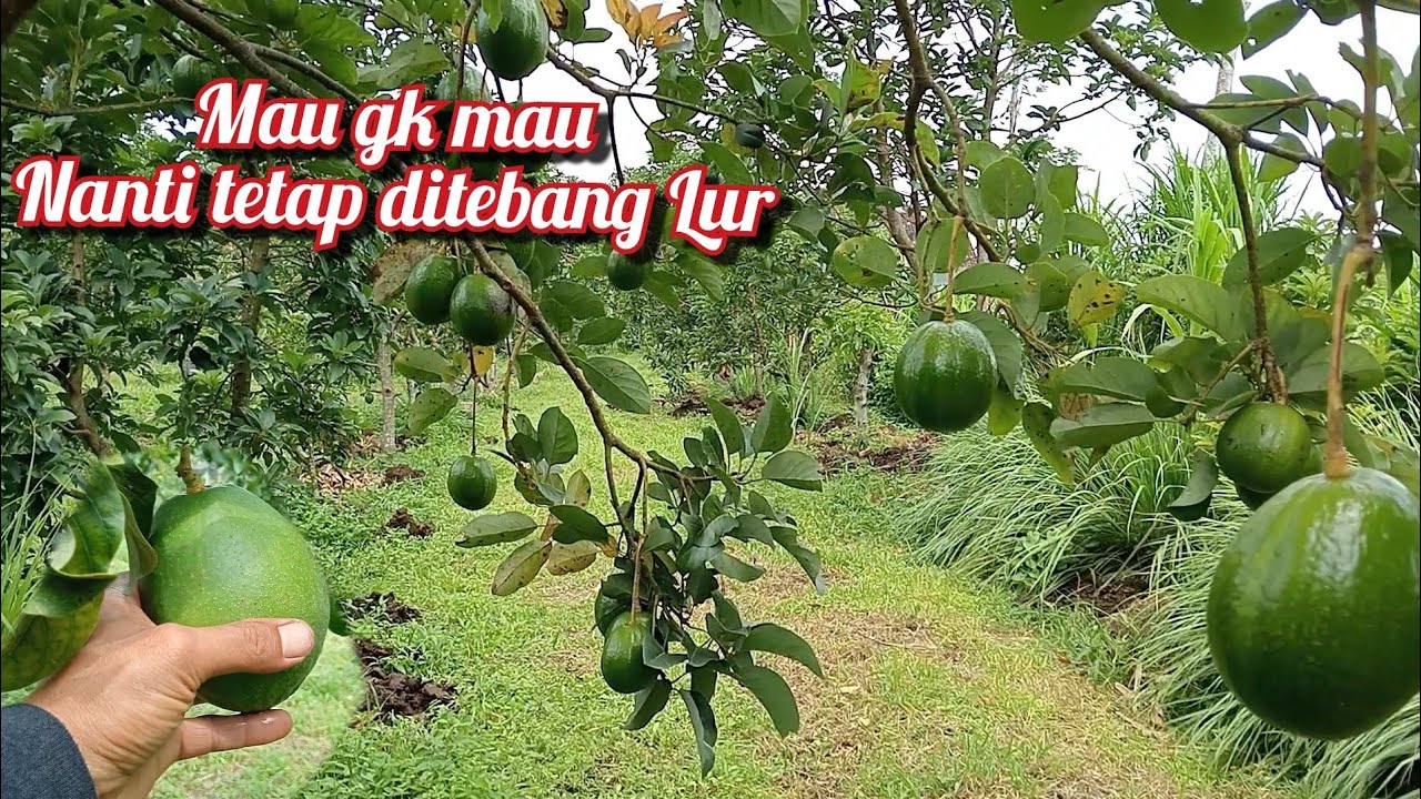 Menanam Pohon Alpukat dengan jarak tanam 4m x 5 m.