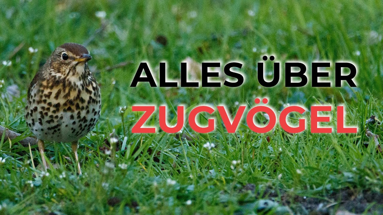 Den Überblick behalten  - Vogelzug und Trektellen