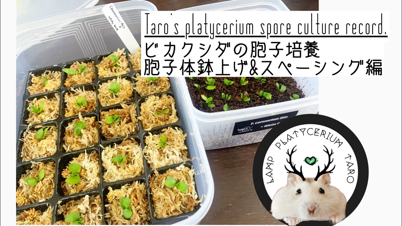 ビカクシダの胞子培養【胞子体鉢上げ&スペーシング編】