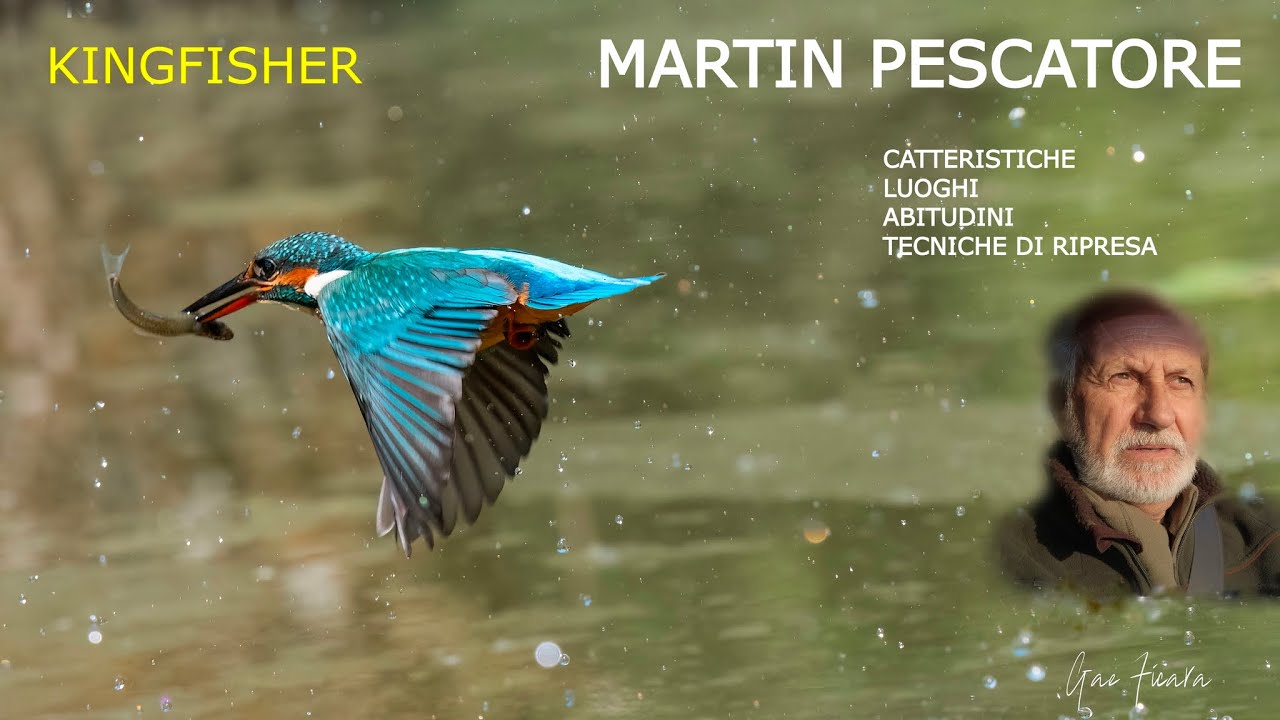 Martin pescatore         Kingfisher