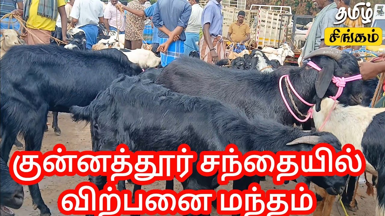 குன்னத்தூர் ஆட்டுச் சந்தை விலை நிலவரம் 18/08/2025 | Kunnathur goat market rate details #tamilsingam