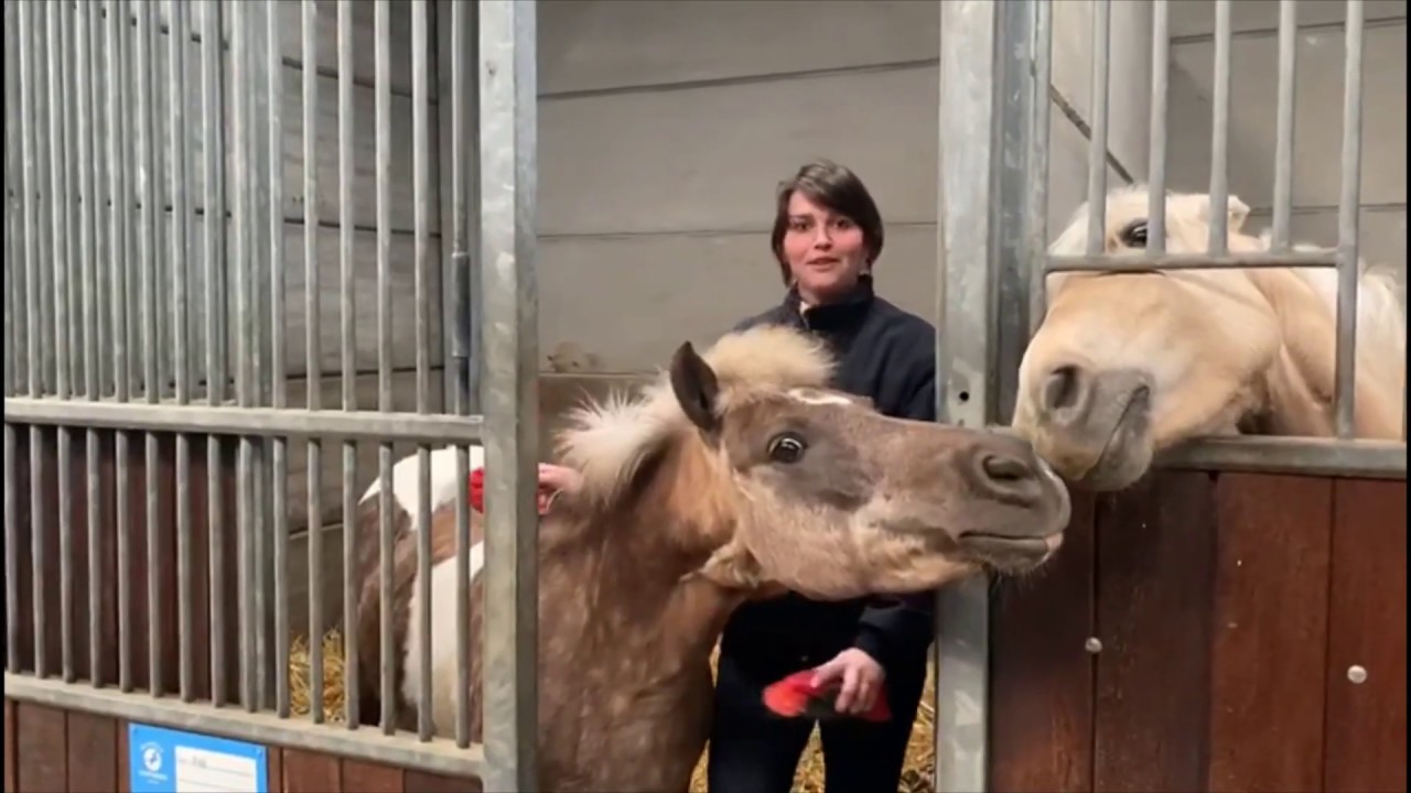 Pony quiz Manege Oostmoer