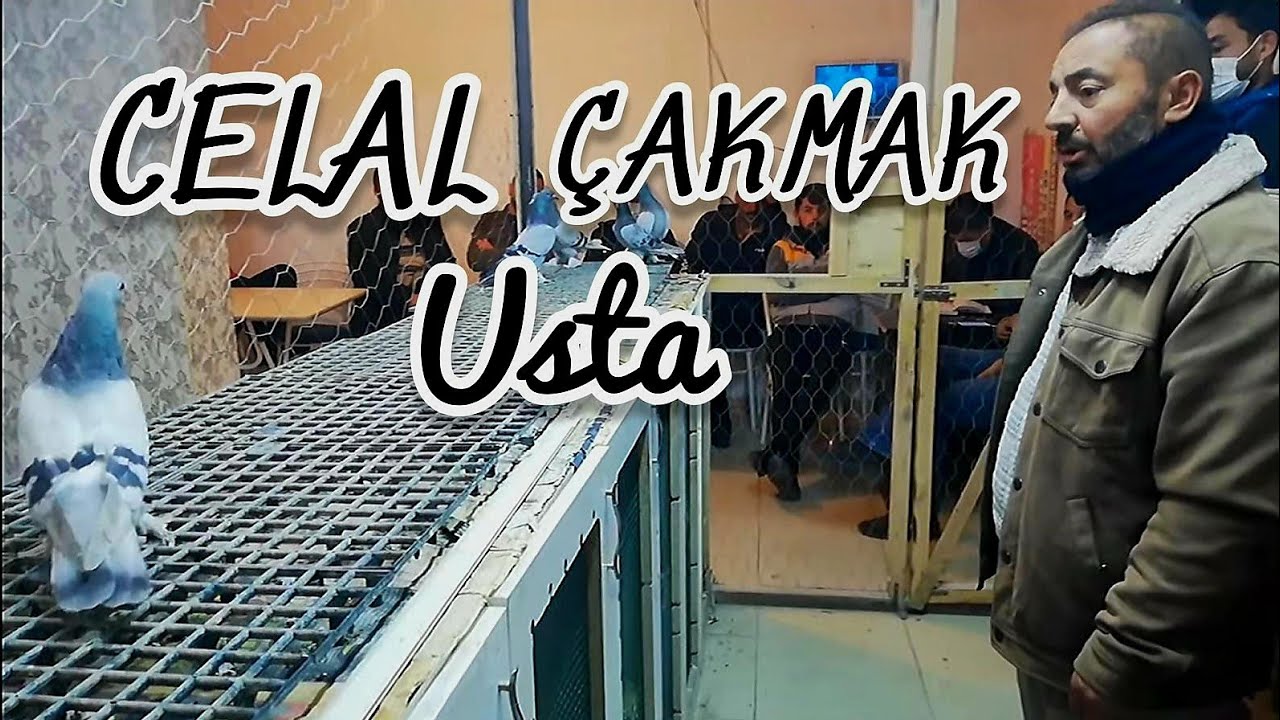 Oyun kuşu Mezatı - CELAL ÇAKMAK USTA! ANKARA