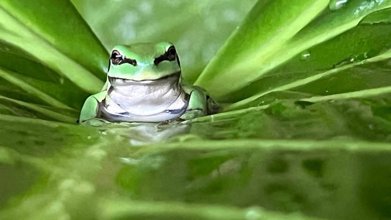 From Tadpoles to Green Tree Frogs!