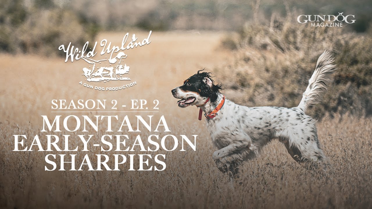 Montana Early-Season Sharptail Grouse-Wild Upland Season 2, Ep.  2